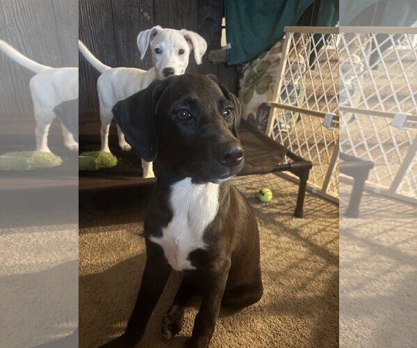 Medium Photo #4 Labrador Retriever-Unknown Mix Puppy For Sale in Oakhurst, NJ, USA