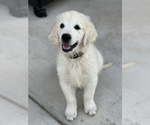 Small Photo #2 English Cream Golden Retriever Puppy For Sale in LINCOLN, CA, USA
