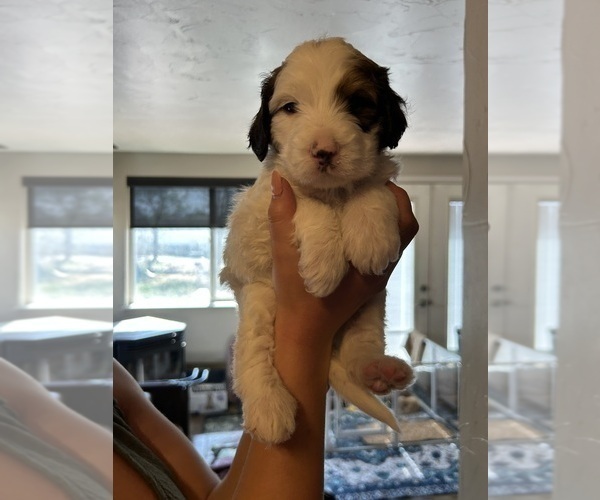 Medium Photo #6 Bernedoodle (Miniature) Puppy For Sale in HENDERSON, CO, USA