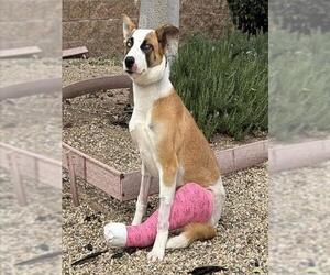 Pointer-Unknown Mix Dogs for adoption in Downey, CA, USA