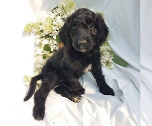 Goldendoodle-Poodle (Standard) Mix Puppy for sale in FREDERICKSBG, OH, USA