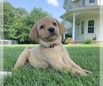 Small Photo #2 Labrador Retriever Puppy For Sale in CREAL SPRINGS, IL, USA