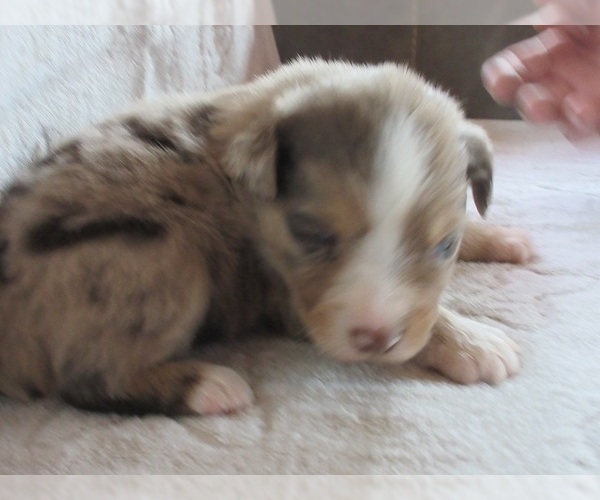 Medium Photo #2 Australian Shepherd Puppy For Sale in AUBURN, IN, USA