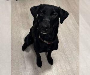 Labrador Retriever Dogs for adoption in Ogden, UT, USA
