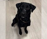 Small Labrador Retriever
