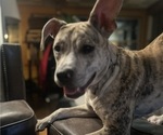 Small #4 American Pit Bull Terrier-Bulldog Mix