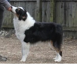Father of the Australian Shepherd puppies born on 11/29/2024