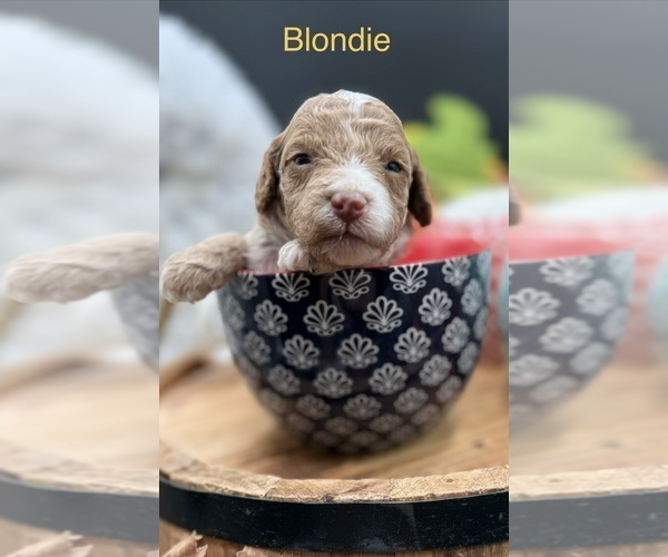 Medium Photo #3 Golden Cavadoodle Puppy For Sale in HAYDEN, AL, USA