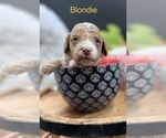 Small #2 Golden Cavadoodle