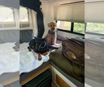 Small #8 Doberman Pinscher