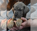 Small #8 Great Dane