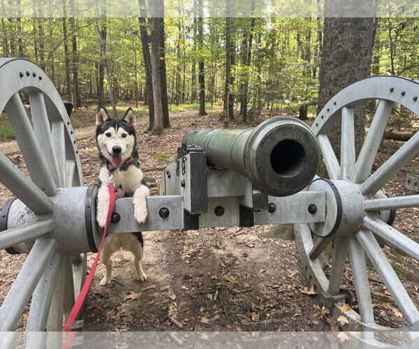 Medium Photo #8 Siberian Husky Puppy For Sale in Randleman , NM, USA