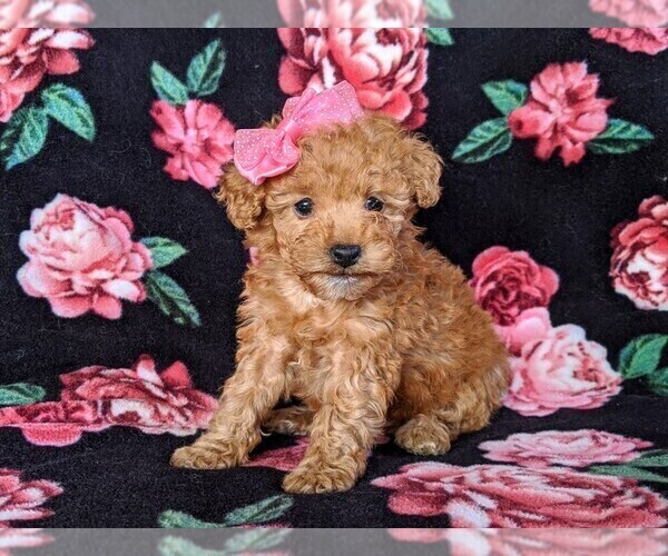 Medium Photo #3 Poodle (Miniature) Puppy For Sale in KINZERS, PA, USA