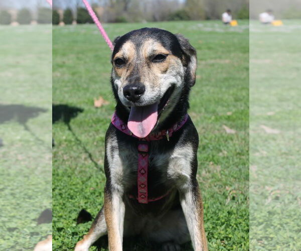 Medium Photo #3 Mutt Puppy For Sale in Munford, TN, USA