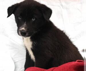 Mutt Dogs for adoption in Thief River Falls, MN, USA