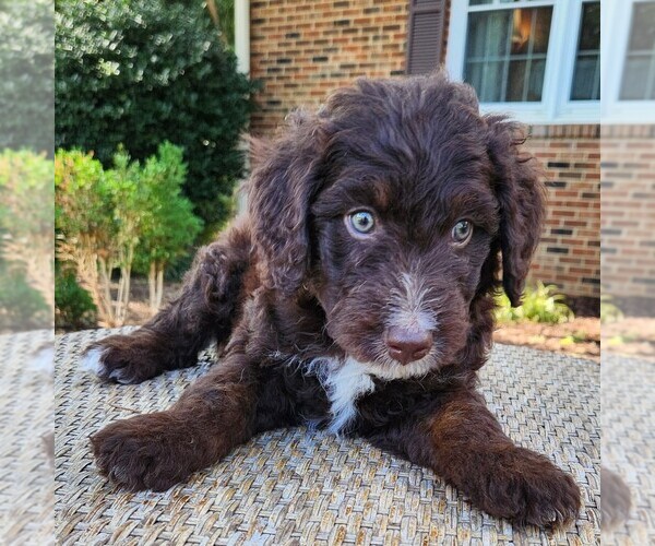 Medium Photo #4 F2 Aussiedoodle Puppy For Sale in COLUMBIA, TN, USA