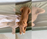 Small Photo #2 Doberman Pinscher-Retriever  Mix Puppy For Sale in Apple Valley, CA, USA
