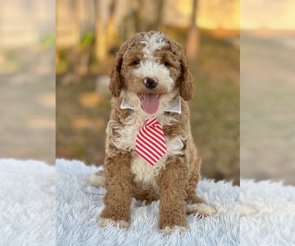 Full screen Photo #7 Goldendoodle (Miniature) Puppy For Sale in FROSTPROOF, FL, USA