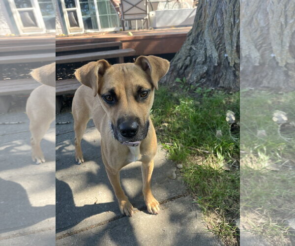Medium Photo #1 Boxer-Unknown Mix Puppy For Sale in Polson, MT, USA