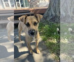 Peanut - Female Boxer-Unknown Mix Dog for Adoption - Small photo