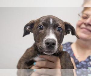 Labrador Retriever-Unknown Mix Dogs for adoption in Mountain Home, AR, USA