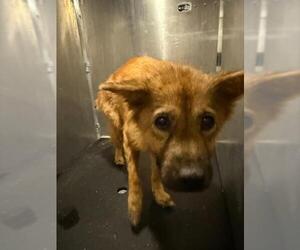 Chow Chow-Unknown Mix Dogs for adoption in San Antonio, TX, USA