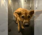 Small Chow Chow Mix