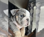 Small #2 Bulldog