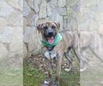 Small #7 Mastiff Mix