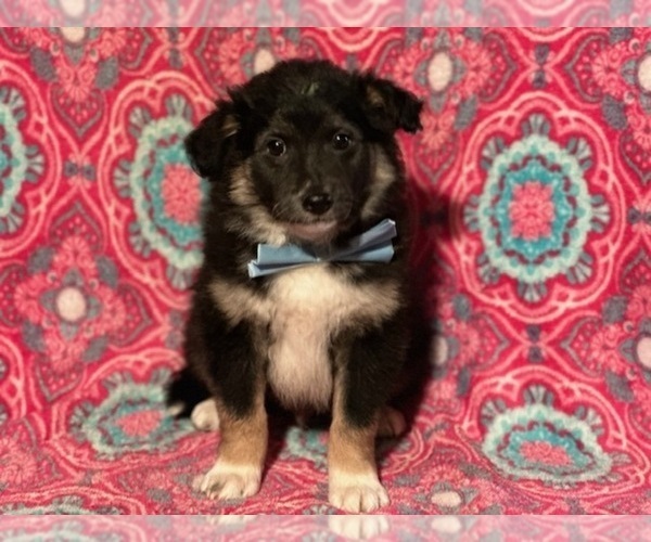Medium Photo #2 Border Collie-Golden Retriever Mix Puppy For Sale in LANCASTER, PA, USA