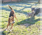 Small #27 Beagle Mix