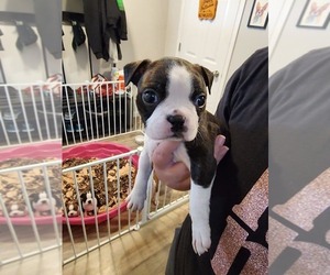 Boston Terrier Puppy for sale in BRAINERD, MN, USA