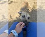 Small #7 Labrador Retriever-Mountain Cur Mix