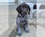 Puppy 3 German Shorthaired Pointer