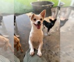 Small #1 Chihuahua Mix