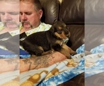 Small Photo #1 Airedale Terrier Puppy For Sale in SAGLE, ID, USA