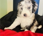 Small #24 Sheepadoodle