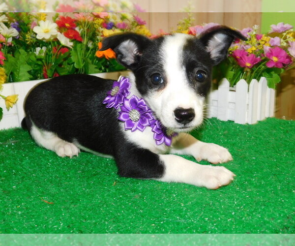 Medium Photo #1 Jack-Rat Terrier Puppy For Sale in HAMMOND, IN, USA