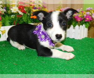 Jack-Rat Terrier Puppy for sale in HAMMOND, IN, USA