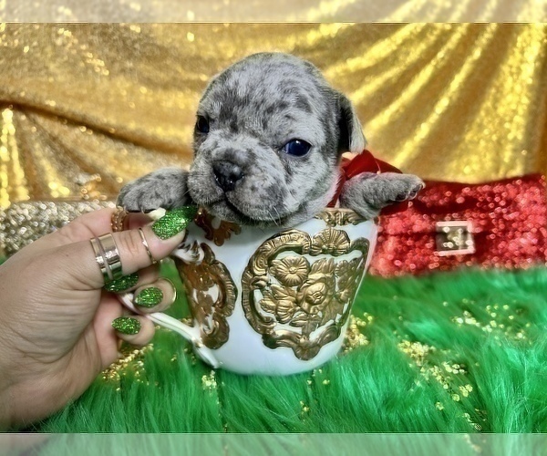 Medium Photo #43 French Bulldog Puppy For Sale in HAYWARD, CA, USA