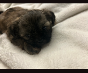 Mal-Shi Puppy for sale in TAYLORS, SC, USA