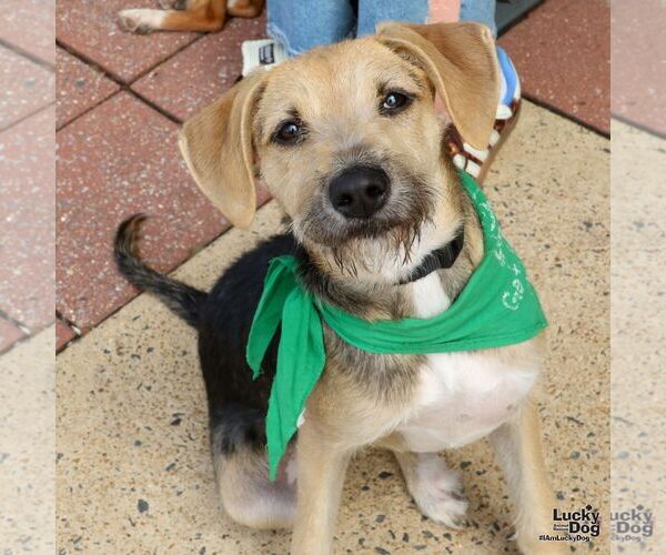 Medium Photo #7 Mutt Puppy For Sale in Washington, DC, USA