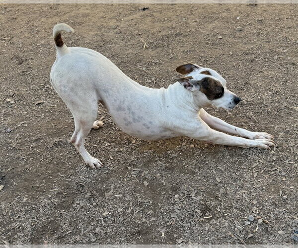 Medium Photo #8 American Pit Bull Terrier-Unknown Mix Puppy For Sale in Corning, AR, USA