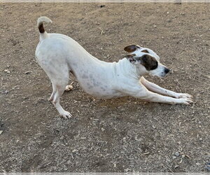 Radar - Female American Pit Bull Terrier-Unknown Mix Dog for Adoption - Photo #8