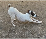 Small Photo #8 American Pit Bull Terrier-Unknown Mix Puppy For Sale in Corning, AR, USA