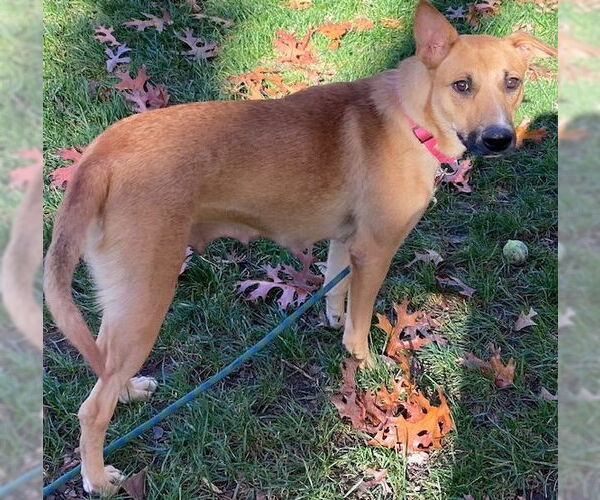 Medium Photo #11 Mutt Puppy For Sale in Cary, NC, USA