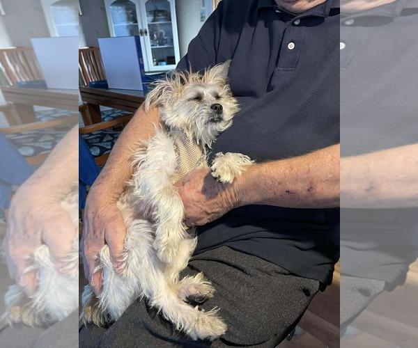 Medium Photo #5 Mutt Puppy For Sale in Spring Lake, NC, USA