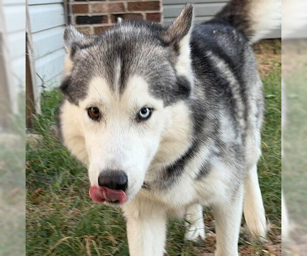 Medium Photo #3 Siberian Husky Puppy For Sale in Omaha, NE, USA