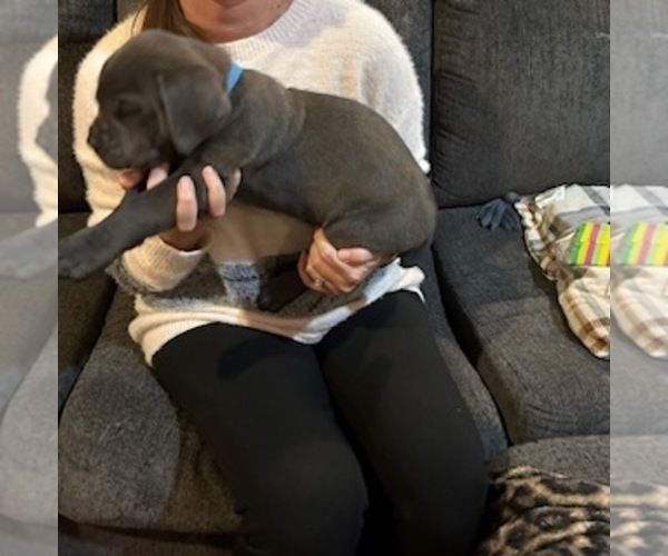 Medium Photo #11 Cane Corso Puppy For Sale in ATASCOCITA, TX, USA