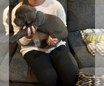 Small Photo #11 Cane Corso Puppy For Sale in ATASCOCITA, TX, USA